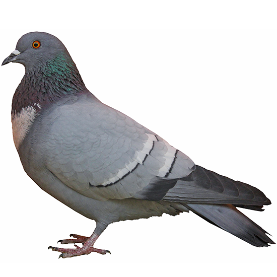 Starling Pigeon